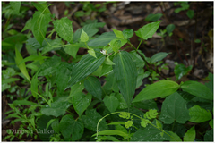 Commelina suffruticosa